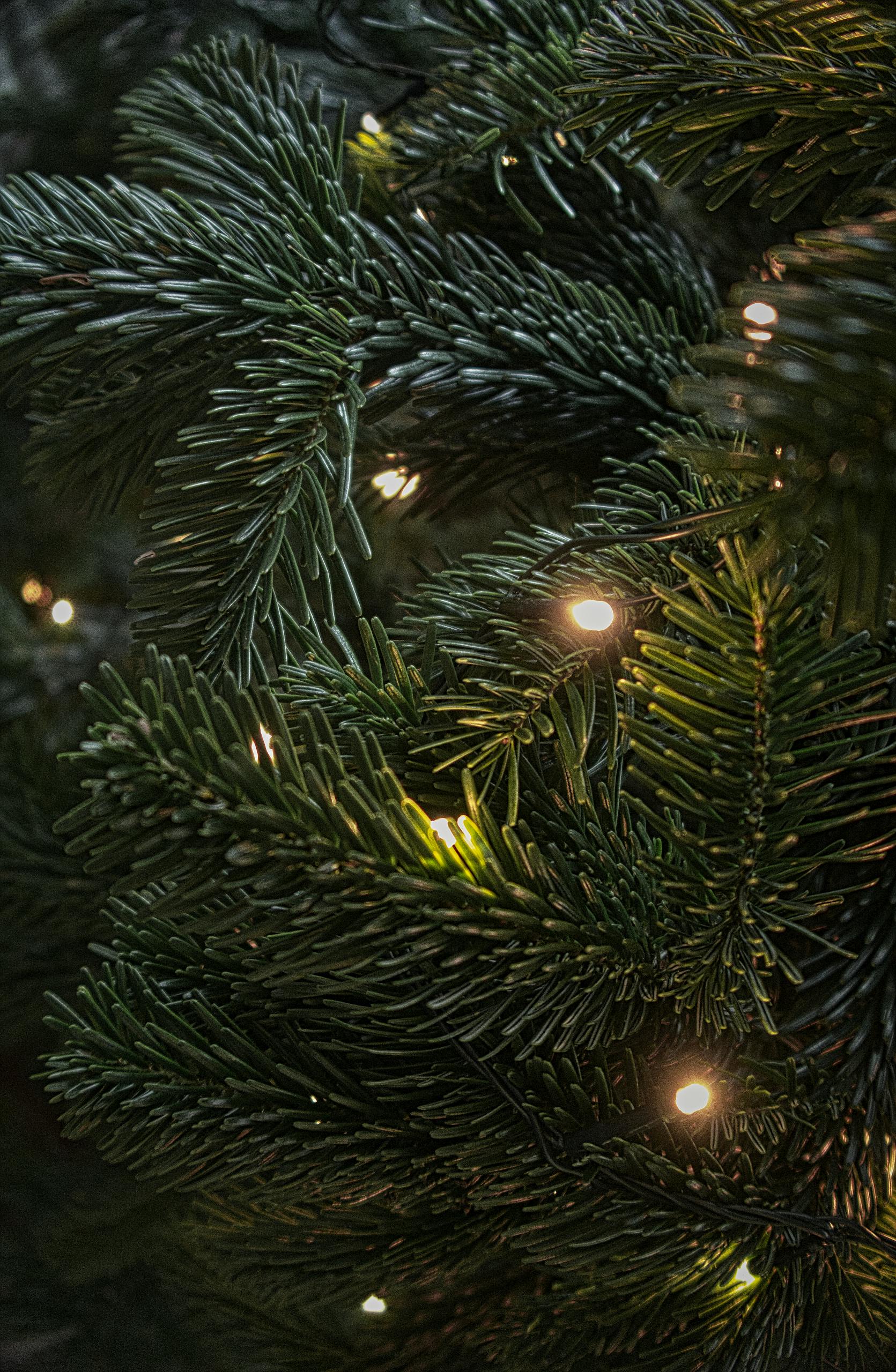 Detailed view of a Christmas tree branch with glowing lights, capturing the festive ambiance.